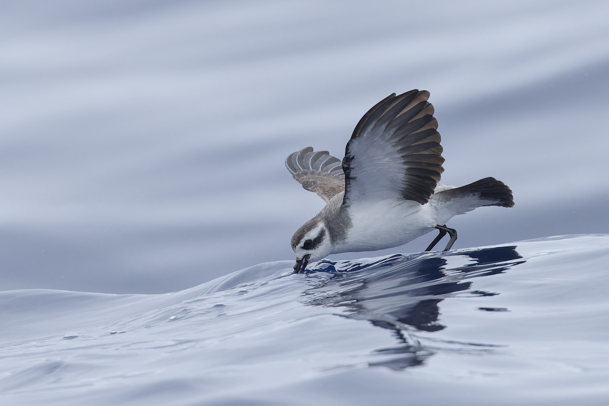 White-faced Storm-Petrel - ML621396680