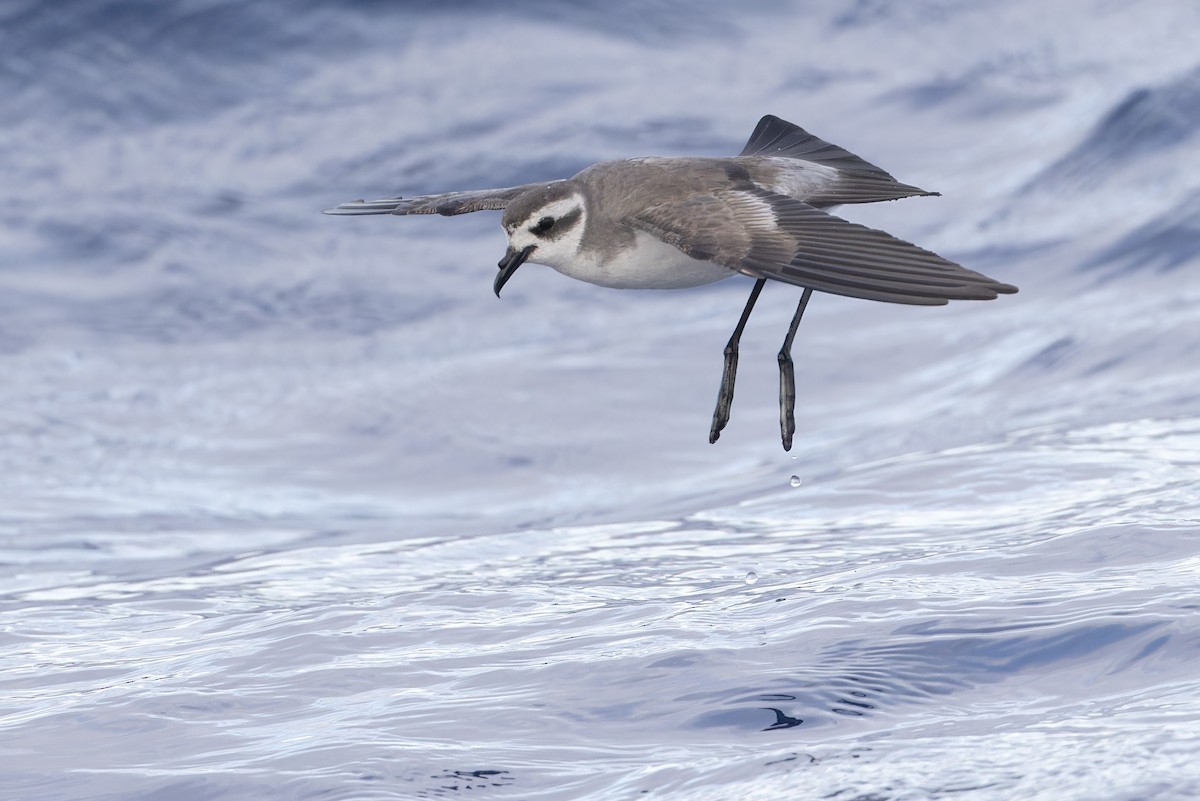 White-faced Storm-Petrel - ML621396681