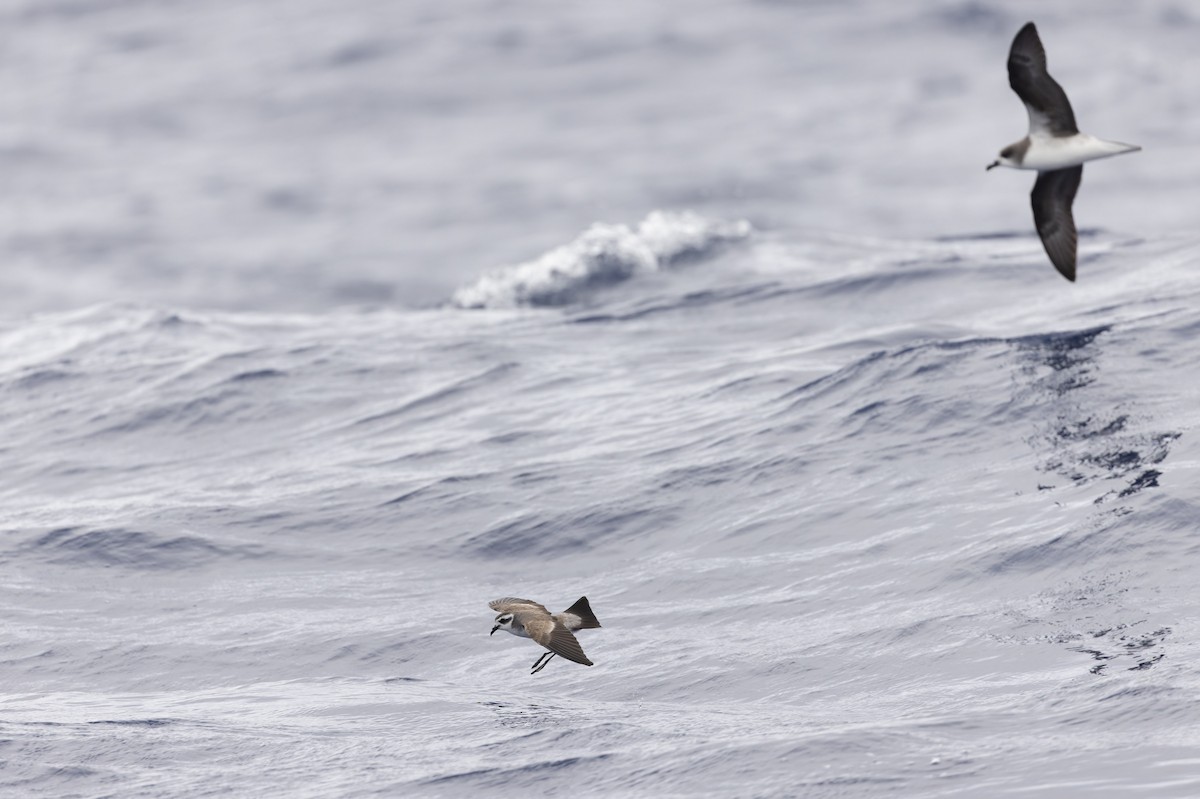 White-faced Storm-Petrel - ML621396682