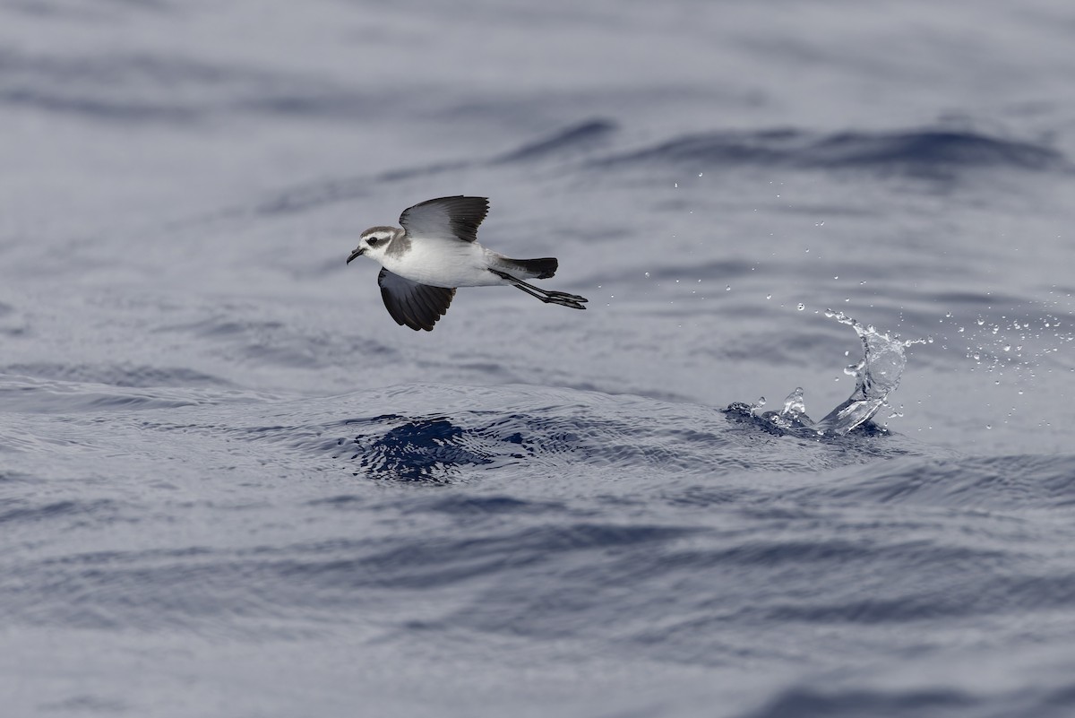 White-faced Storm-Petrel - ML621396683