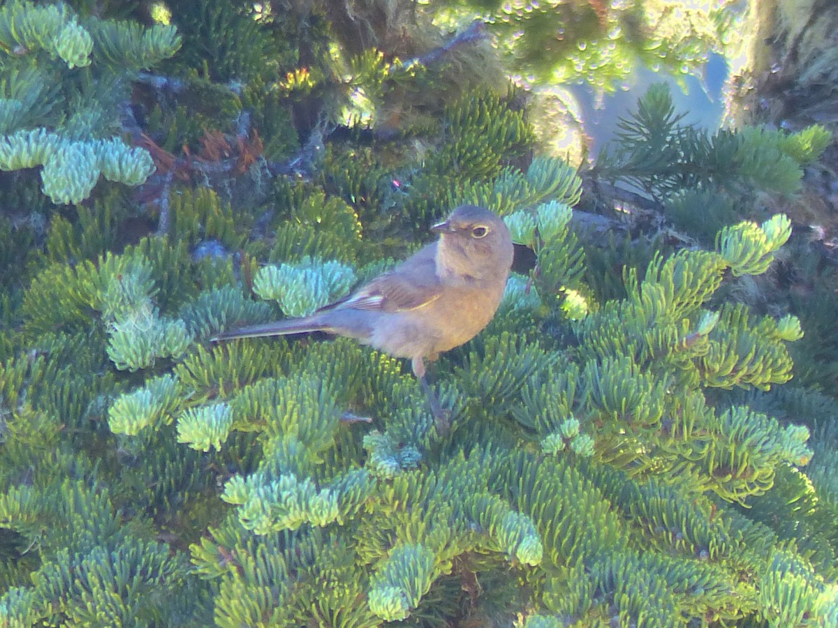 Townsend's Solitaire - ML621396693