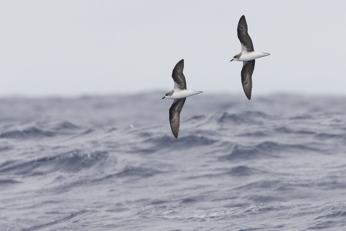 Zino's Petrel - Michael Todd