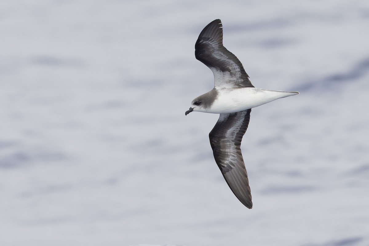 Zino's Petrel - Michael Todd