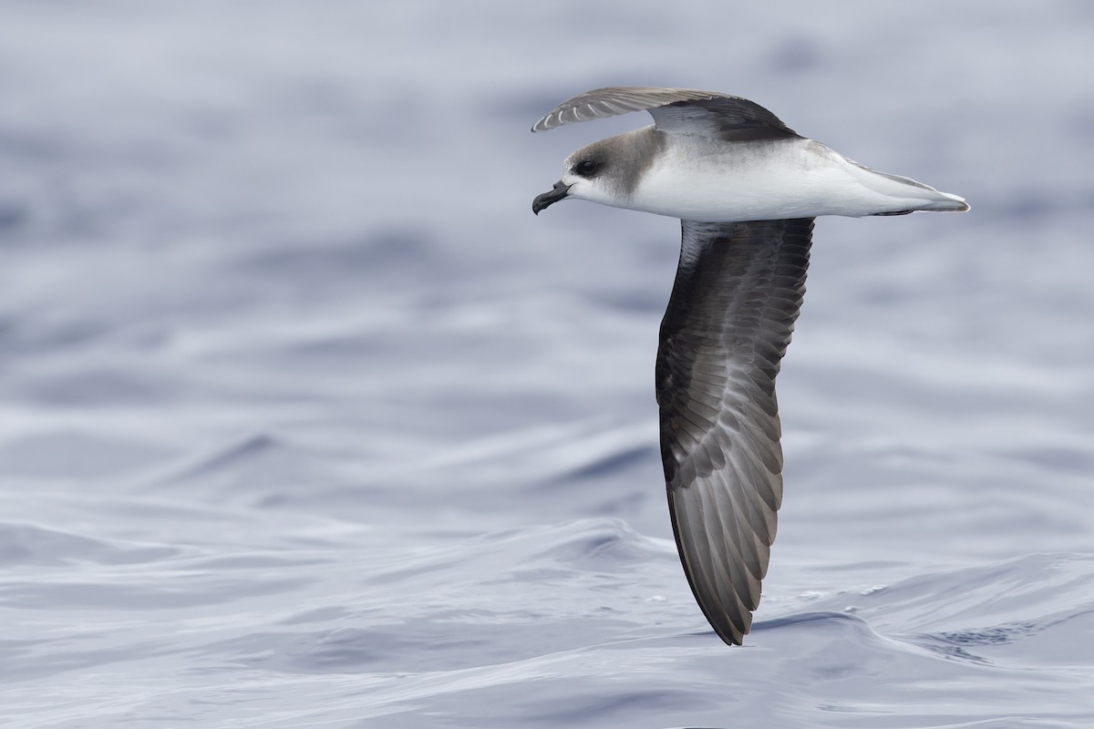 Zino's Petrel - Michael Todd