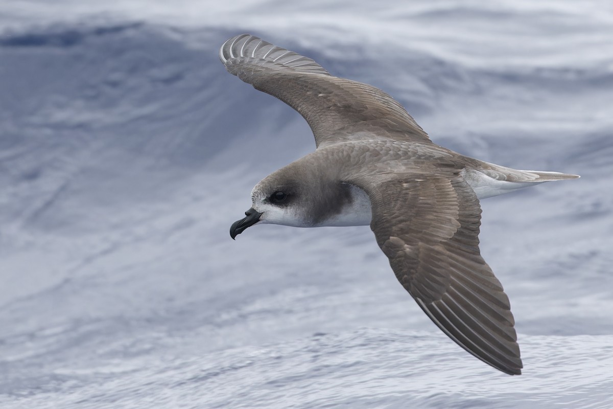 Zino's Petrel - Michael Todd