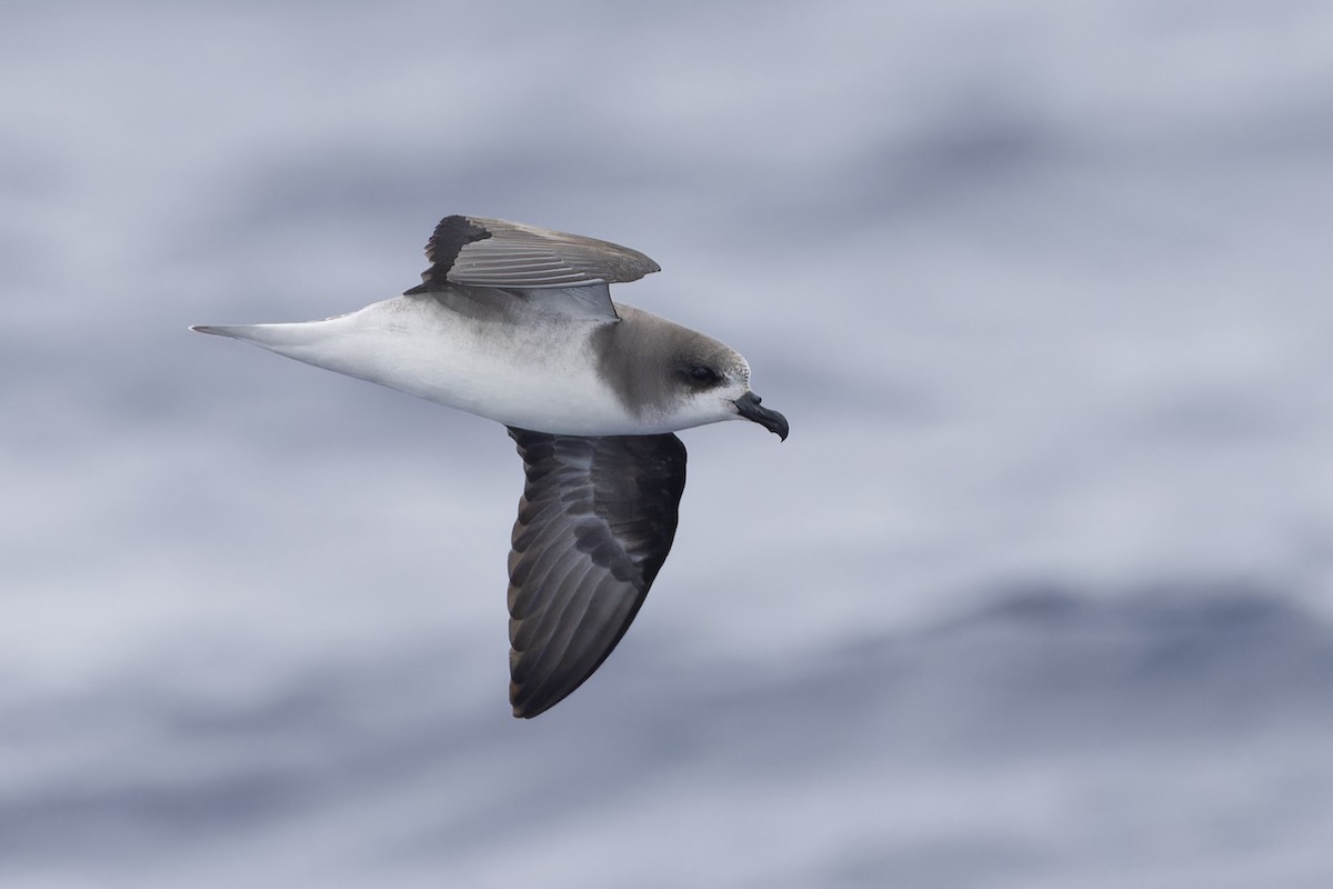 Zino's Petrel - Michael Todd