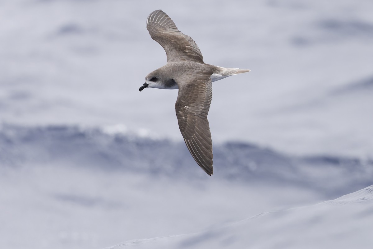 Zino's Petrel - Michael Todd