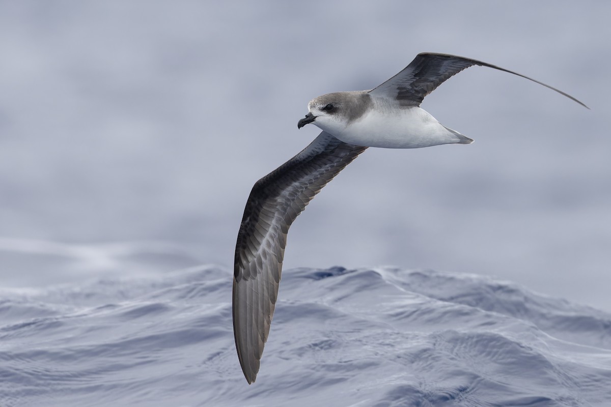 Zino's Petrel - Michael Todd