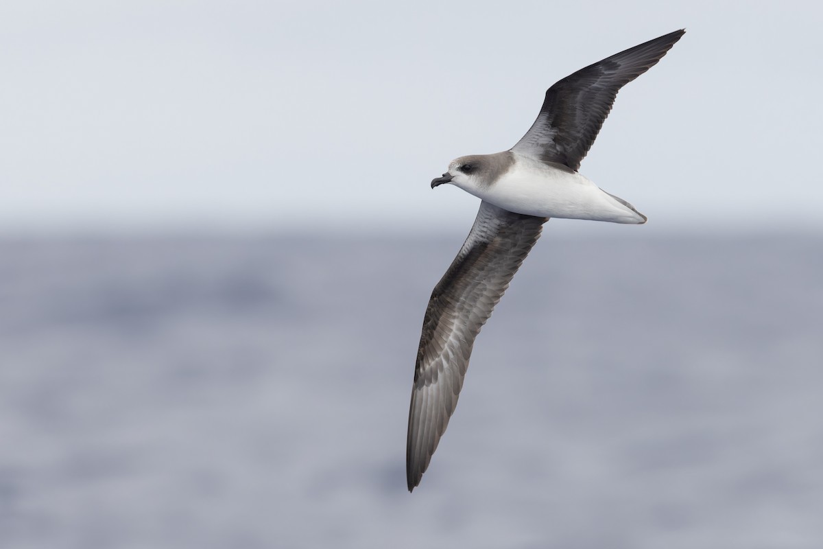 Zino's Petrel - Michael Todd