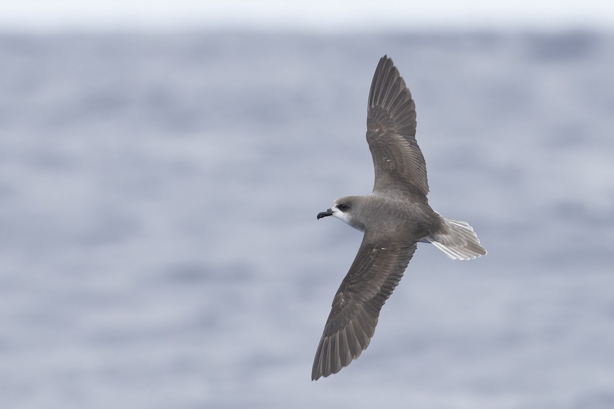 Zino's Petrel - Michael Todd