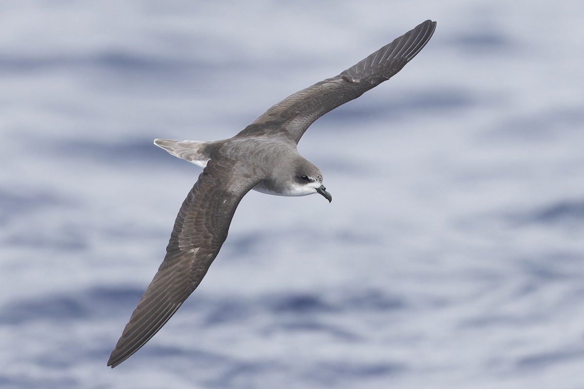 Zino's Petrel - Michael Todd