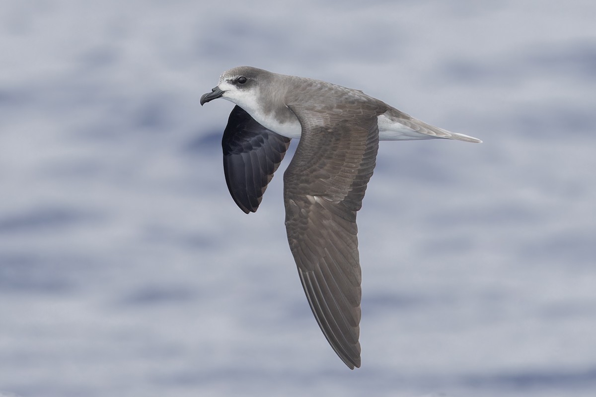 Zino's Petrel - Michael Todd