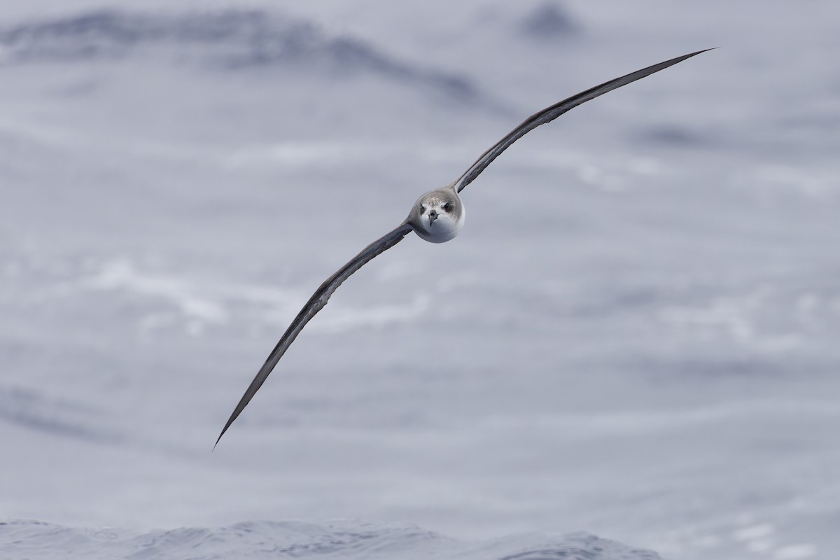 Zino's Petrel - Michael Todd