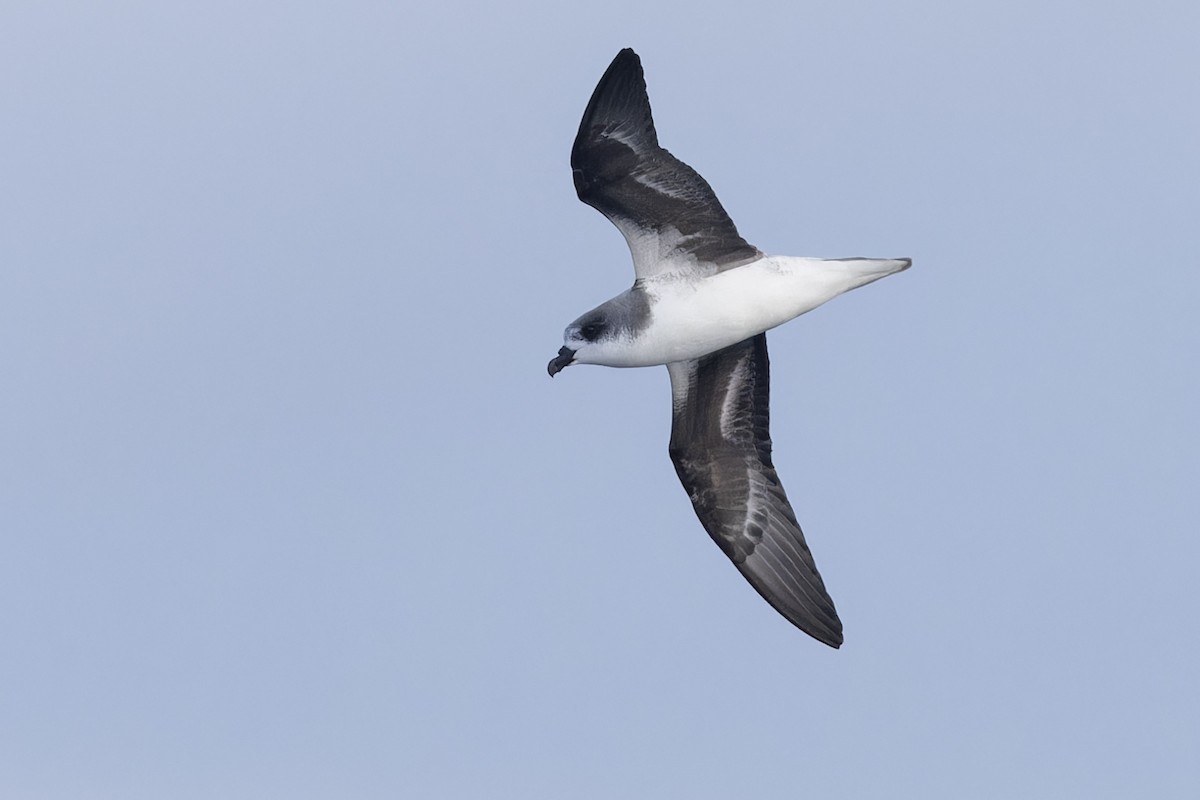 Fea's Petrel (Desertas) - Michael Todd