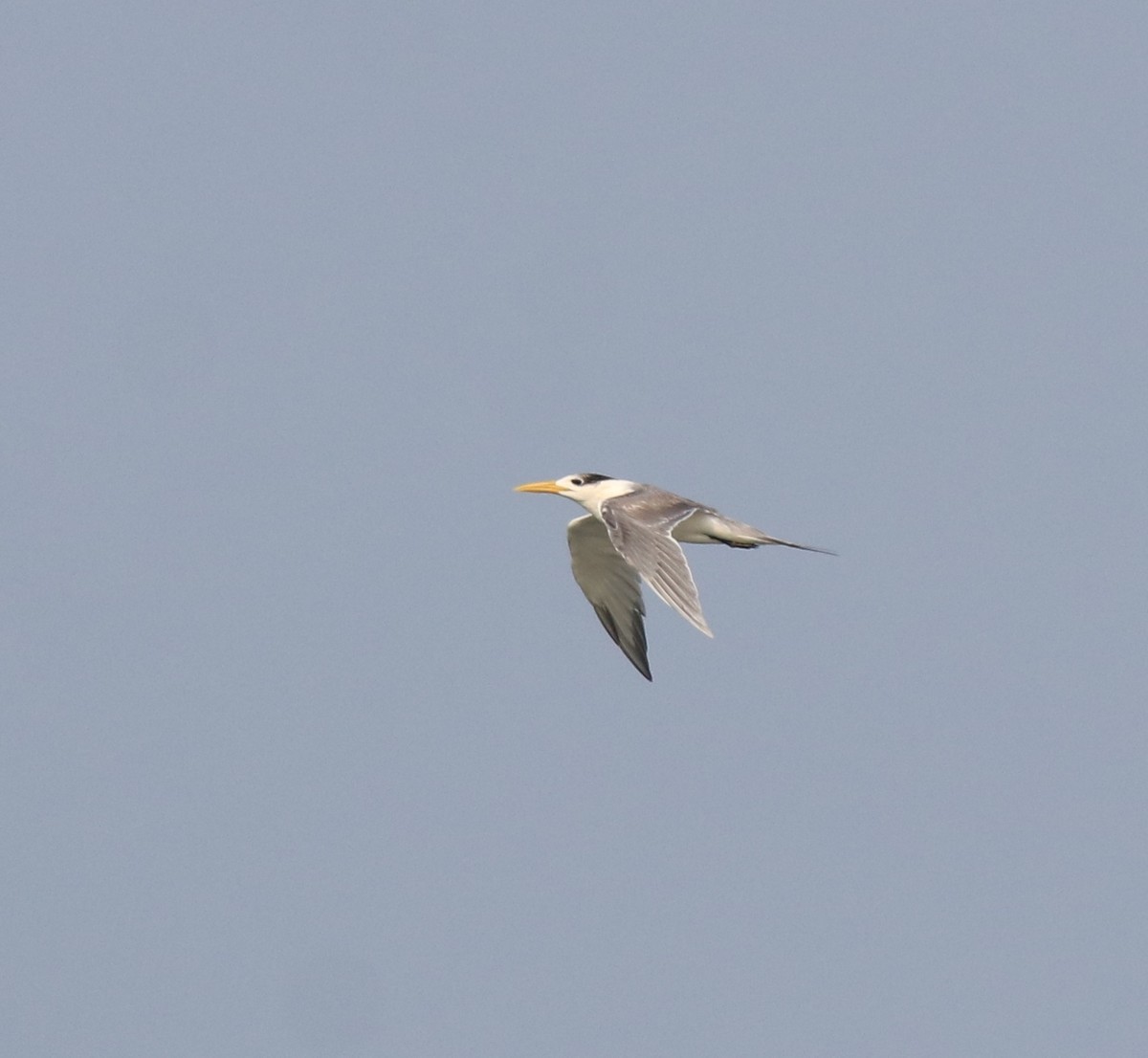 Great Crested Tern - ML621396731
