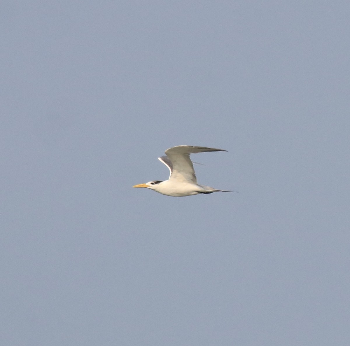 Great Crested Tern - ML621396732