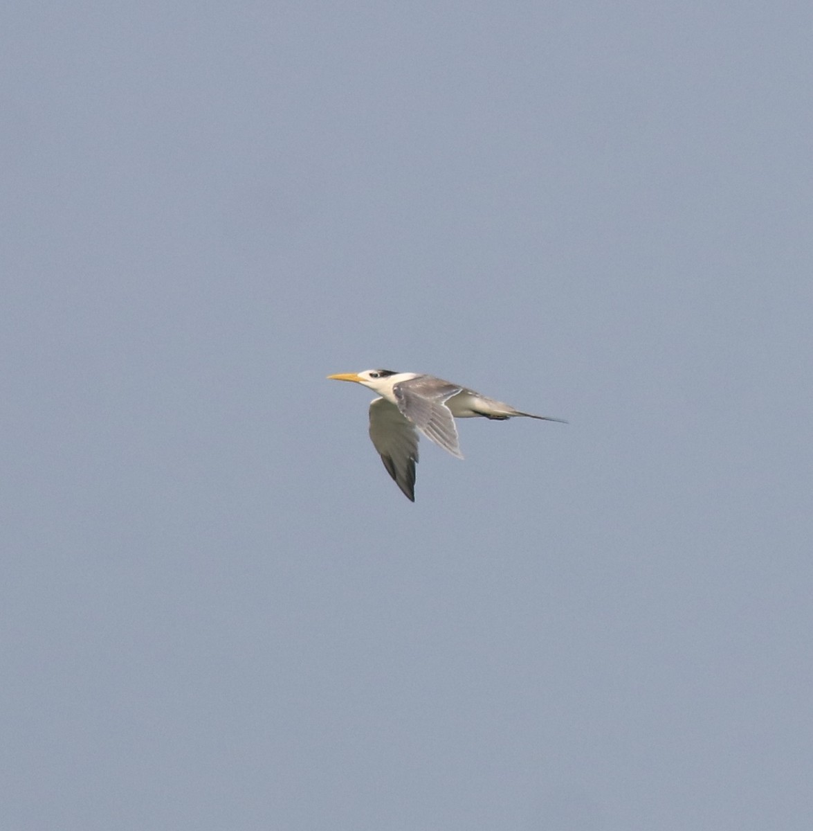 Great Crested Tern - ML621396734