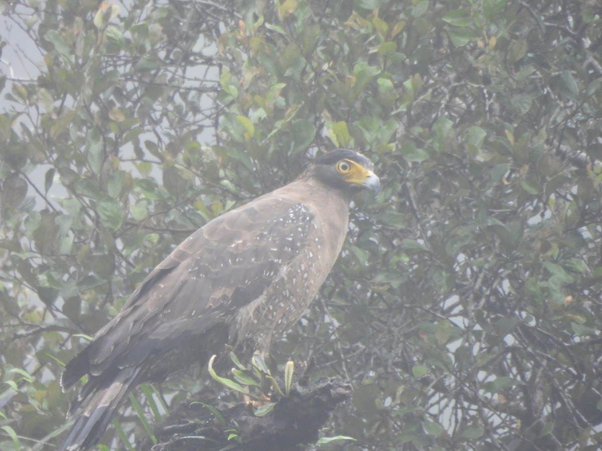 Crested Serpent-Eagle - ML621396753