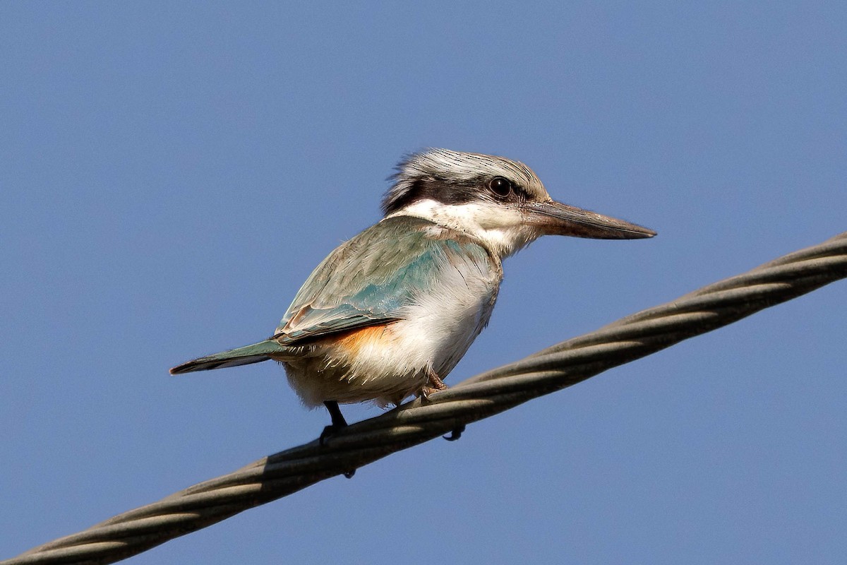 Red-backed Kingfisher - ML621396786