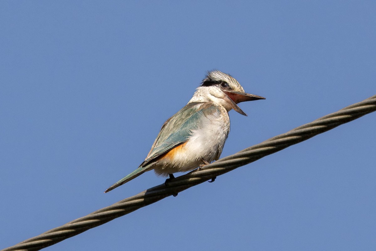 Red-backed Kingfisher - ML621396787