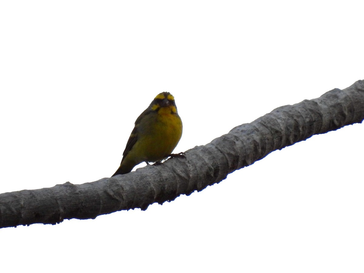 Yellow-fronted Canary - ML621396800
