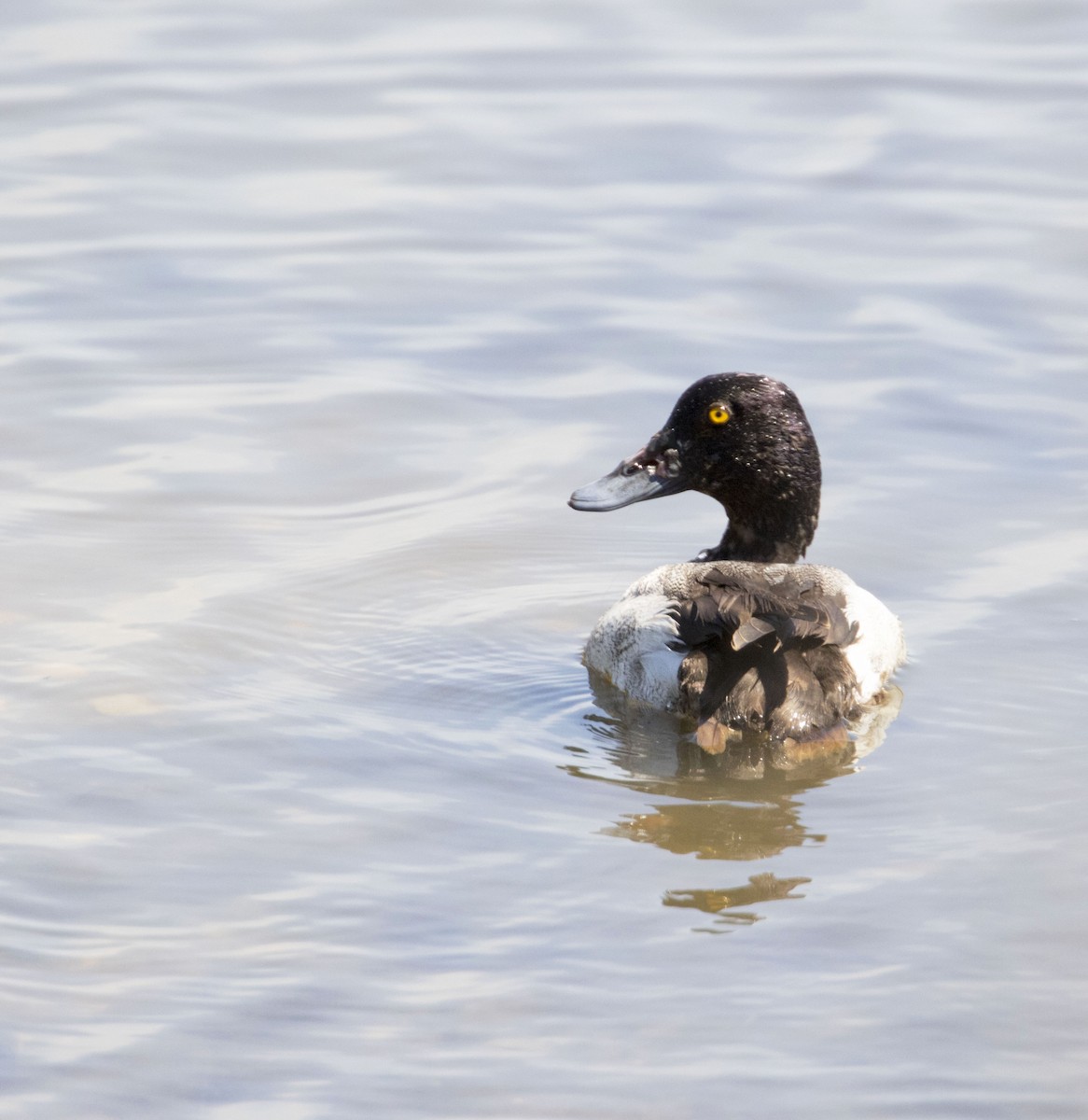 Lesser Scaup - ML62139681