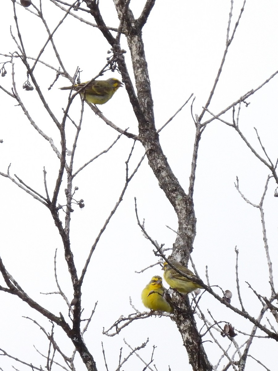 Yellow-fronted Canary - ML621396815