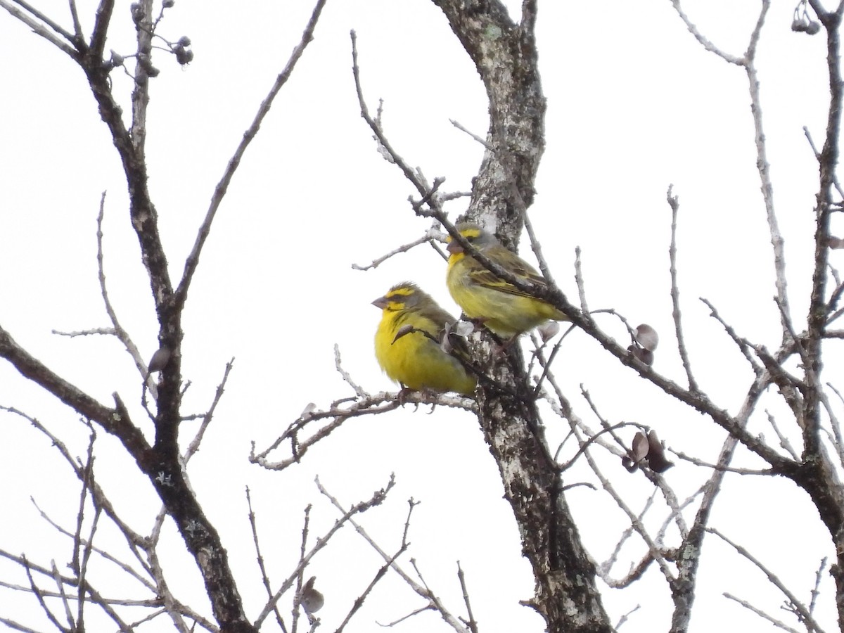 Yellow-fronted Canary - ML621396816
