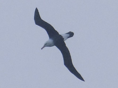 Чернобровый альбатрос - ML621396817