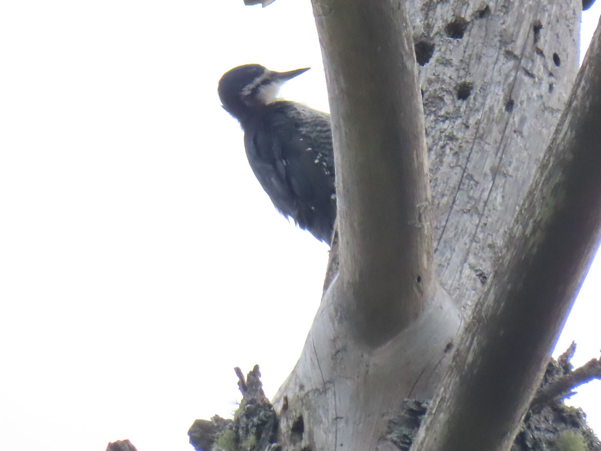 Black-backed Woodpecker - ML621396823
