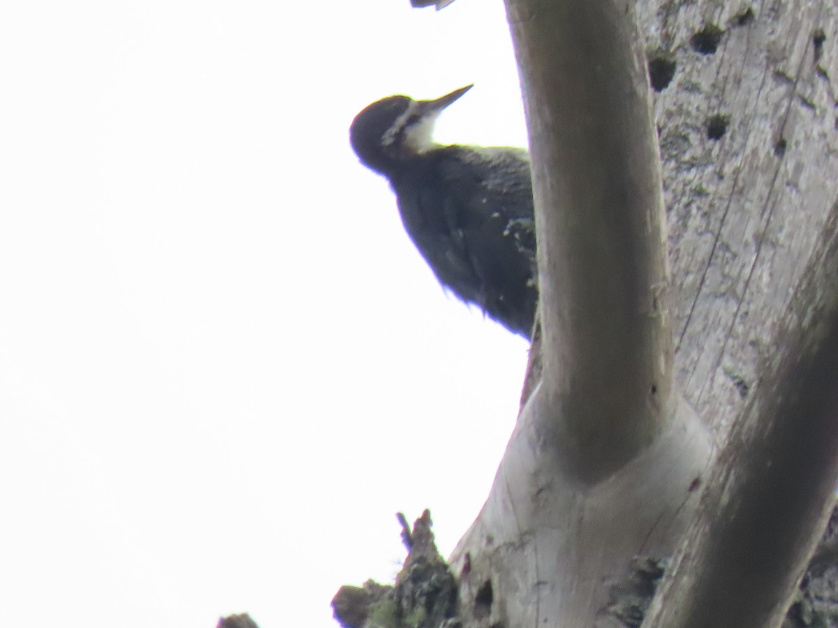 Black-backed Woodpecker - ML621396824