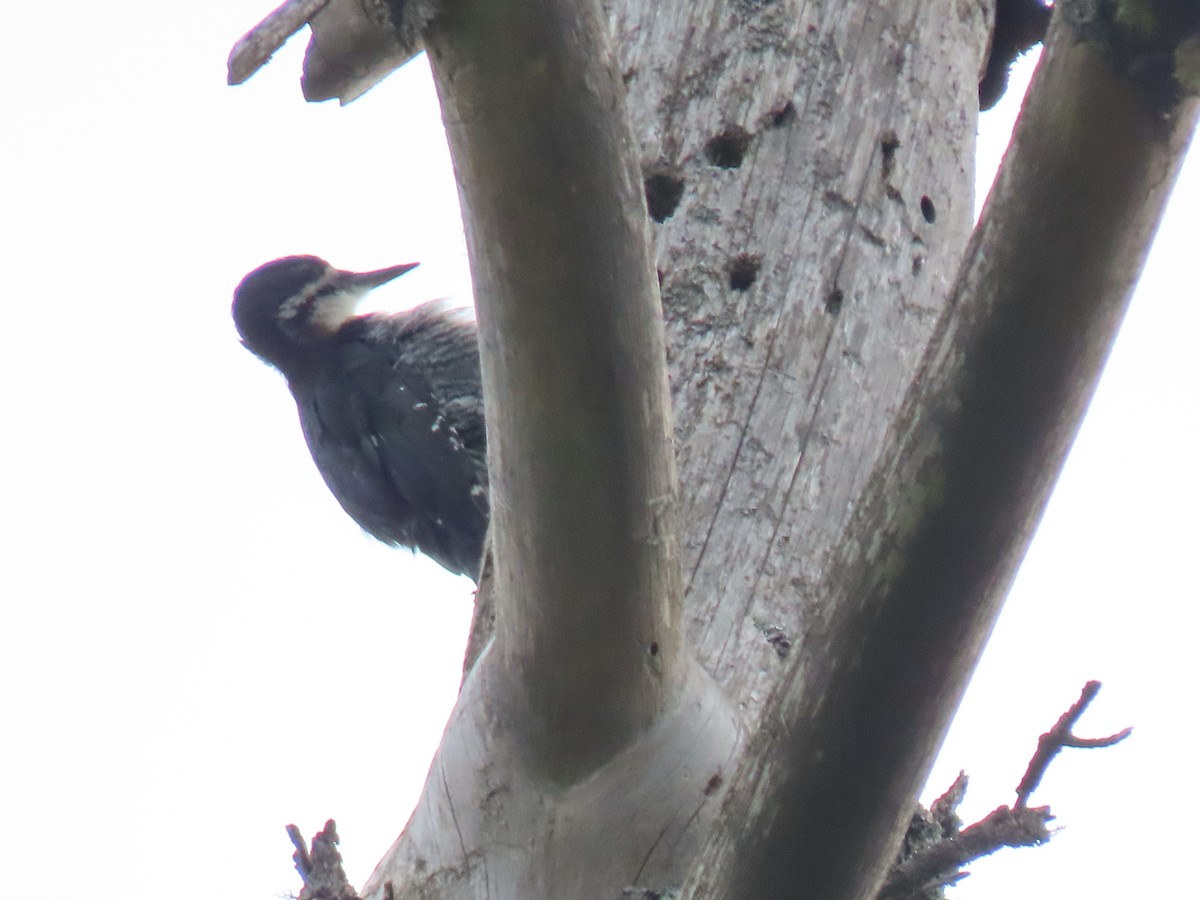 Black-backed Woodpecker - ML621396825