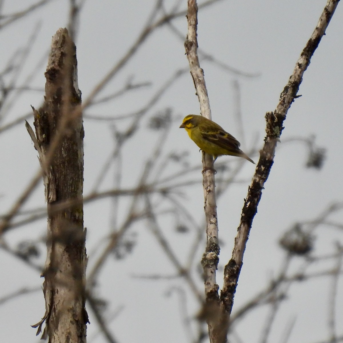 Yellow-fronted Canary - ML621396837