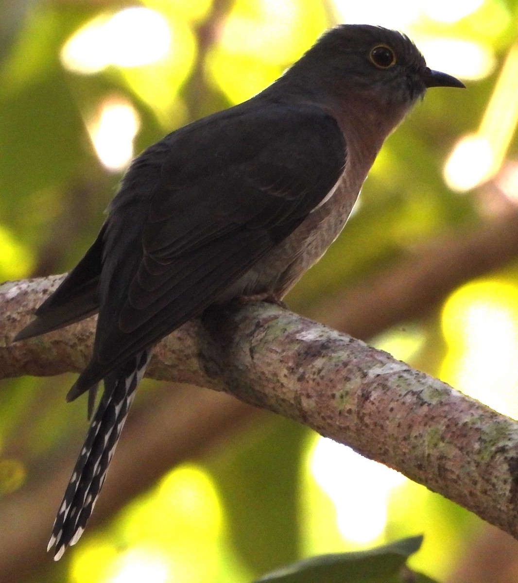 Fan-tailed Cuckoo - ML621396844