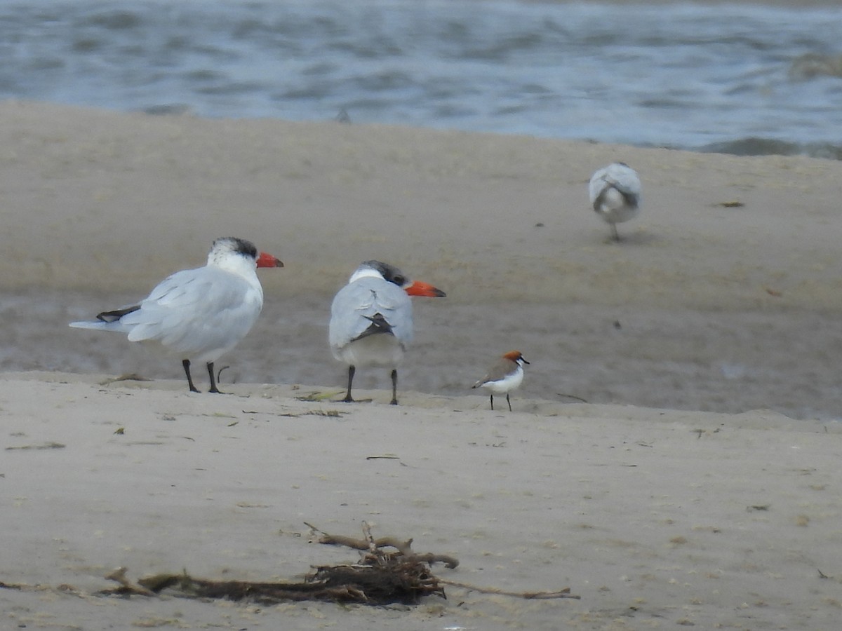 Caspian Tern - ML621396855