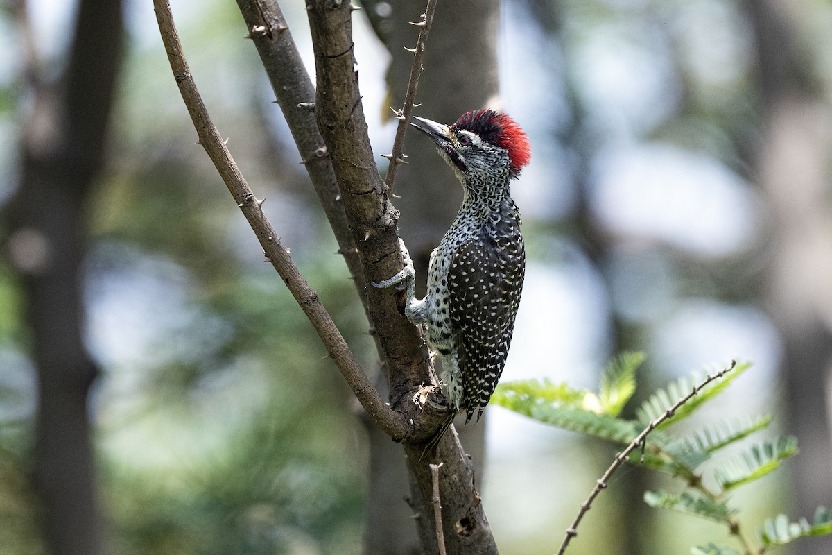 Nubian Woodpecker - ML621396866