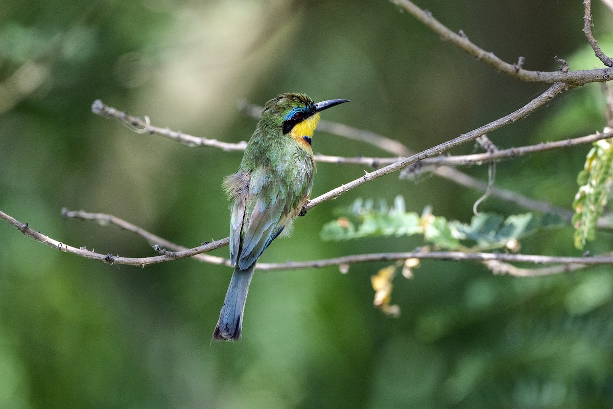 Ethiopian Bee-eater - ML621396907