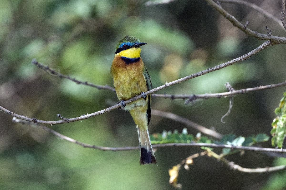 Ethiopian Bee-eater - ML621396912