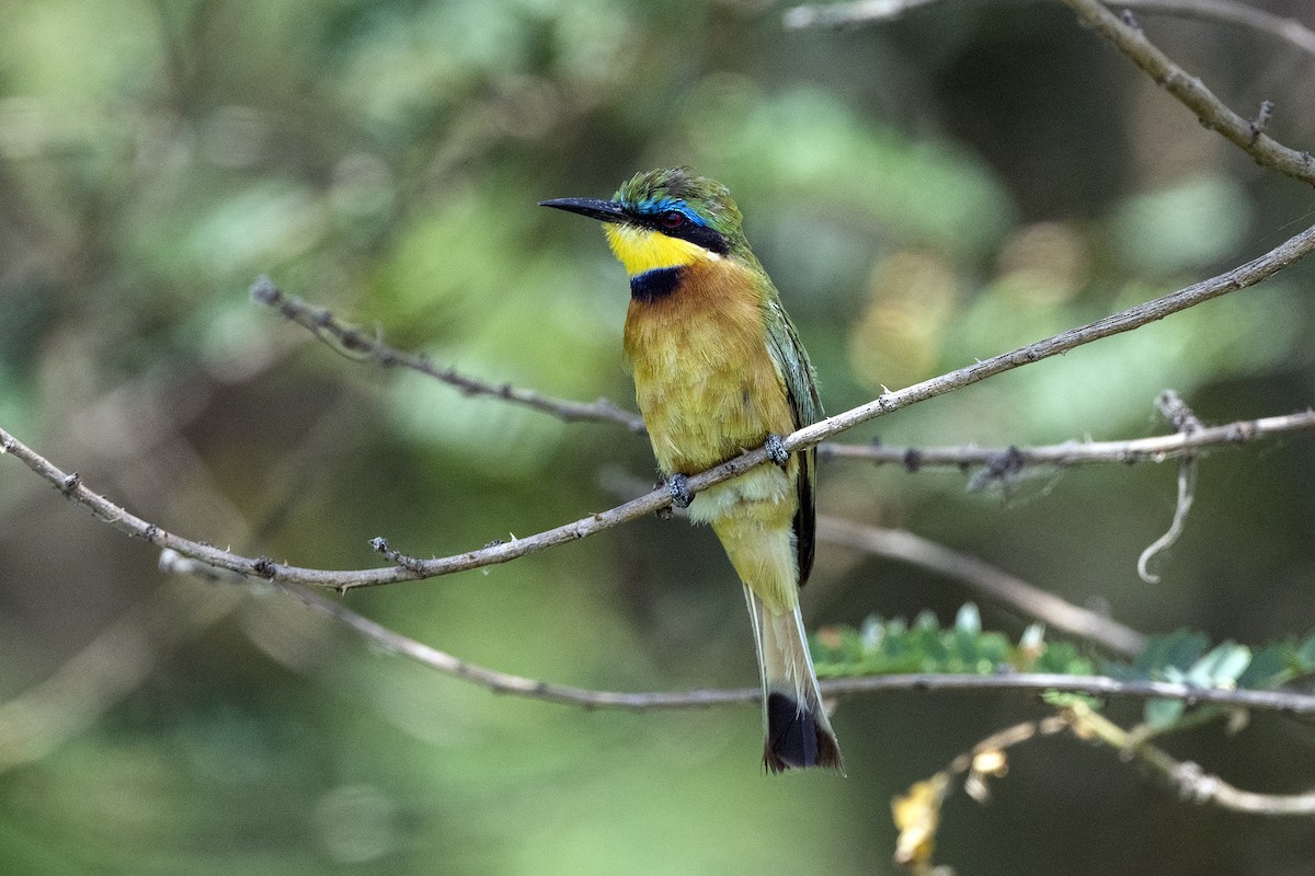 Ethiopian Bee-eater - ML621396913