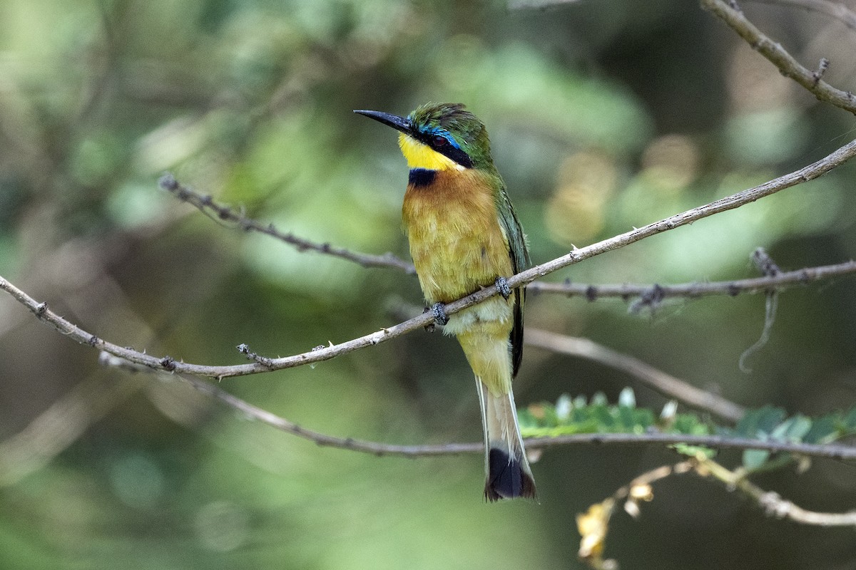 Ethiopian Bee-eater - ML621396914
