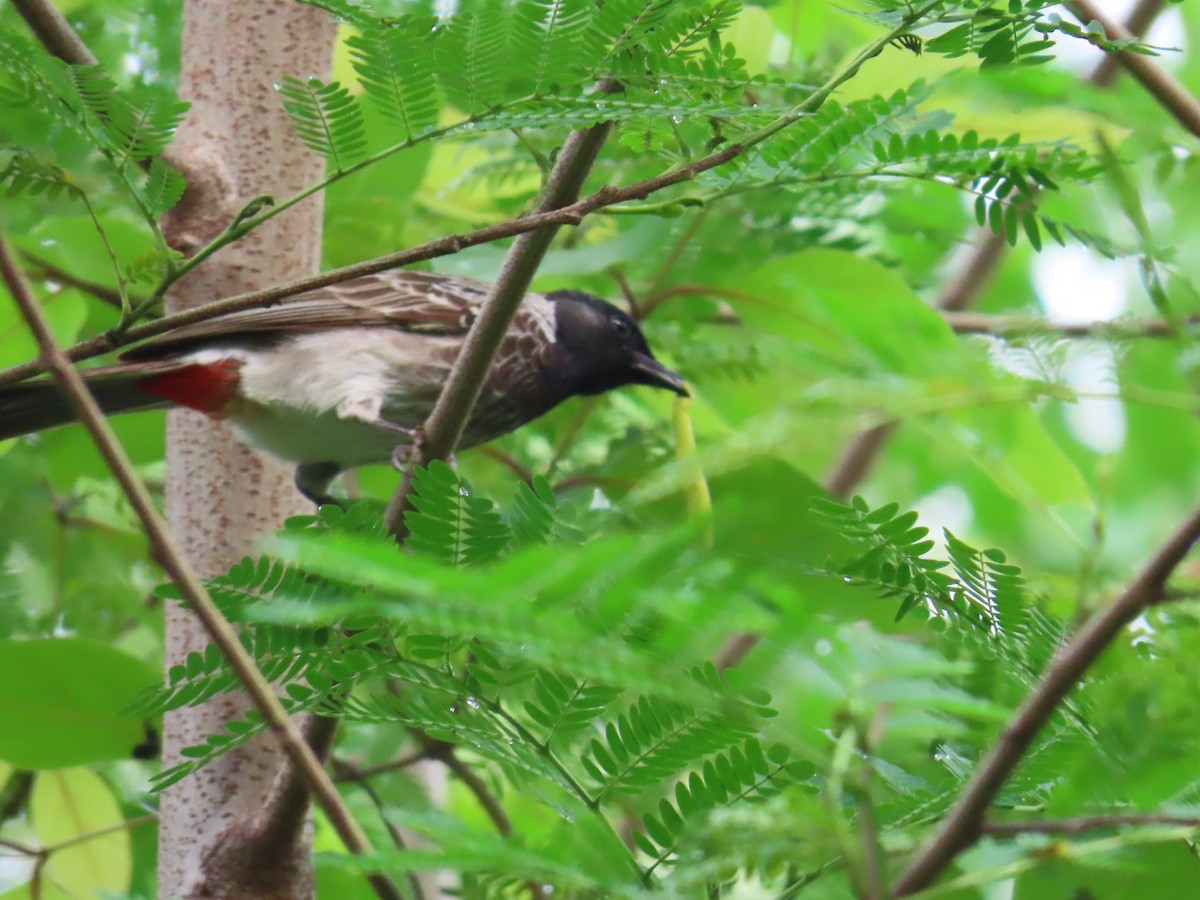 Red-vented Bulbul - ML621396942