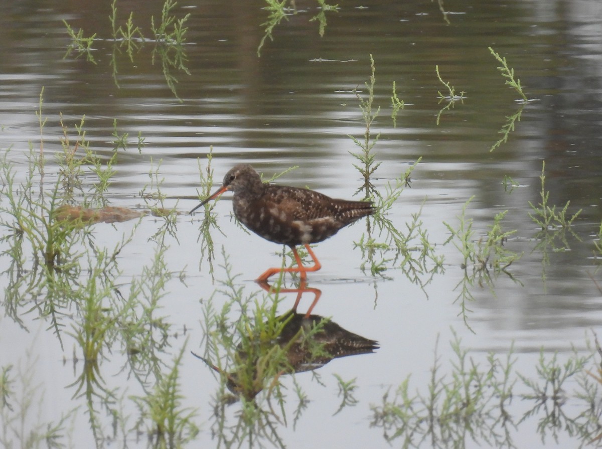 Spotted Redshank - ML621396989