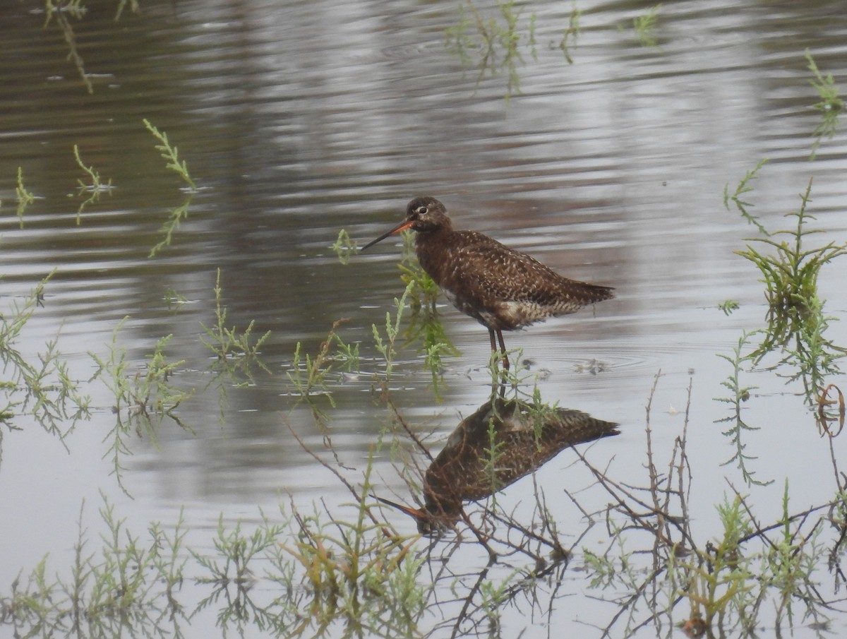 Spotted Redshank - ML621396990