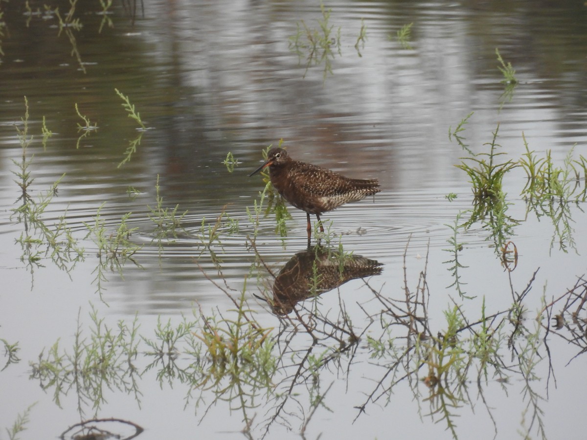 Spotted Redshank - ML621396991