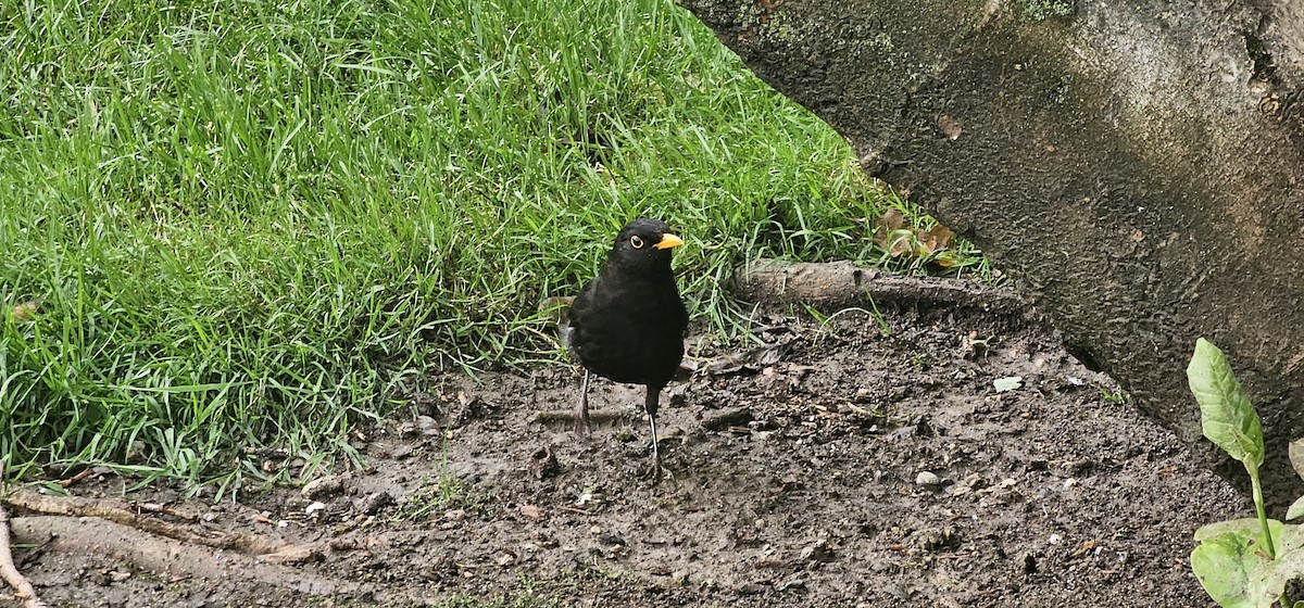 Eurasian Blackbird - ML621397011