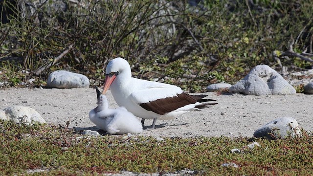 Nazca Booby - ML621397025