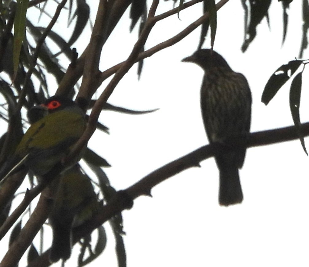 Australasian Figbird - ML621397061