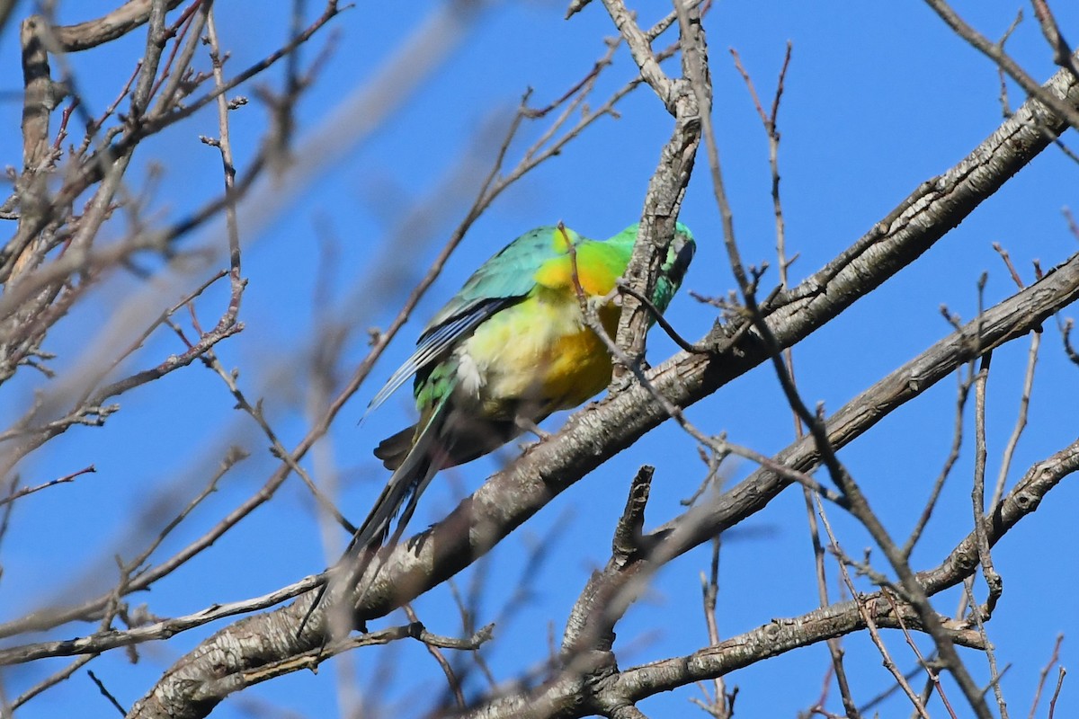 Red-rumped Parrot - ML621397065