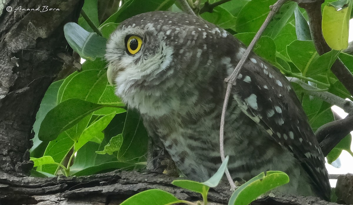 Spotted Owlet - ML621397075