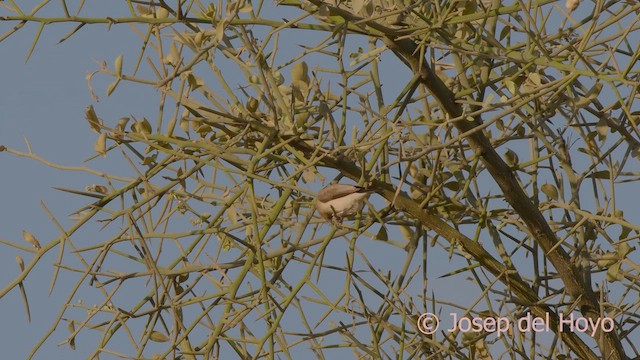 African Silverbill - ML621397148